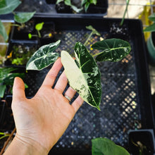 Load image into Gallery viewer, Alocasia Frydek, Exact Plant Variegated
