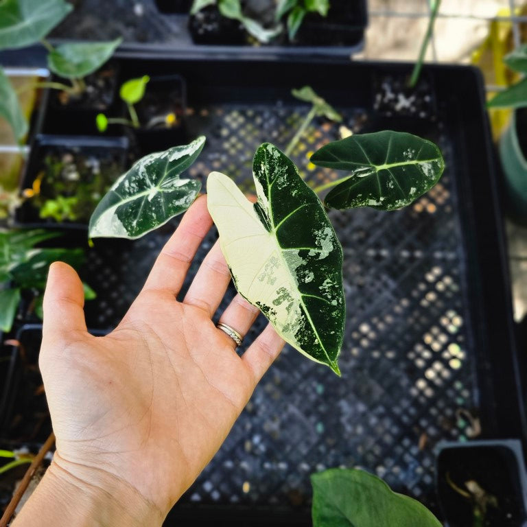 Alocasia Frydek, Exact Plant Variegated