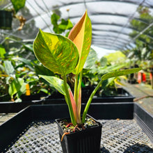 Load image into Gallery viewer, Philodendron Green Congo Nuclear, Exact Plant Variegated

