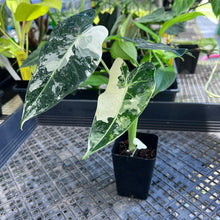 Load image into Gallery viewer, Alocasia Frydek, Exact Plant Variegated Ships Nationwide
