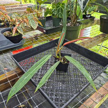 Load image into Gallery viewer, Philodendron Bicolor, Exact Plant Ships Nationwide
