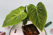 Load image into Gallery viewer, Philodendron Splendid Exact Plant Ships nationwide
