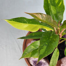 Load image into Gallery viewer, Philodendron Ring Of Fire Variegated 4&quot; pot, Fedex 2 day*
