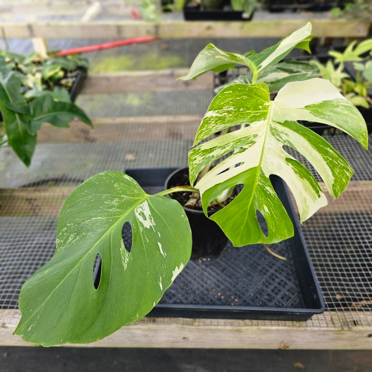 Monstera Borsigiana Albo Deliciosa, Exact Plant Variegated X-Large Ships Nationwide