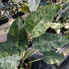 Load image into Gallery viewer, Philodendron Giganteum Blizzard Variegated exact plant, Fedex 2day
