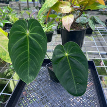 Load image into Gallery viewer, Anthurium Angamarcanum , Exact Plant
