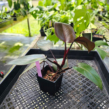 Load image into Gallery viewer, Philodendron Royal Queen, Exact Plant Ships Nationwide
