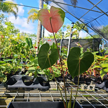 Load image into Gallery viewer, Anthurium Anuenue Obake bicolor pink / green 4" pot, Fedex 2day*
