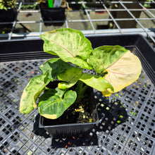 Load image into Gallery viewer, Syngonium Mango Allusion, Orm Thong Variegated exact plant, Fedex 2day*
