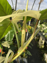 Load image into Gallery viewer, Philodendron Golden Dragon Variegated exact plant, Fedex 2day*

