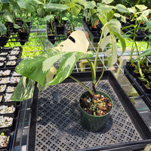 Load image into Gallery viewer, Monstera Borsigiana Albo Deliciosa Variegated exact plant, Fedex 2day*
