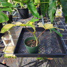 Load image into Gallery viewer, Philodendron Florida Beauty, Exact Plant Variegated Ships Nationwide
