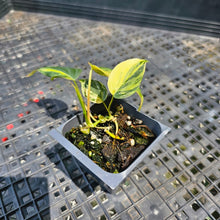 Load image into Gallery viewer, Philodendron Hederaceum Micans Aurea, Exact Plant Variegated Ships Nationwide
