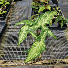 Load image into Gallery viewer, Syngonium Angustatum Little Star, Exact Plant
