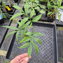 Load image into Gallery viewer, Monstera Subpinnata, Exact Plant Ships Nationwide

