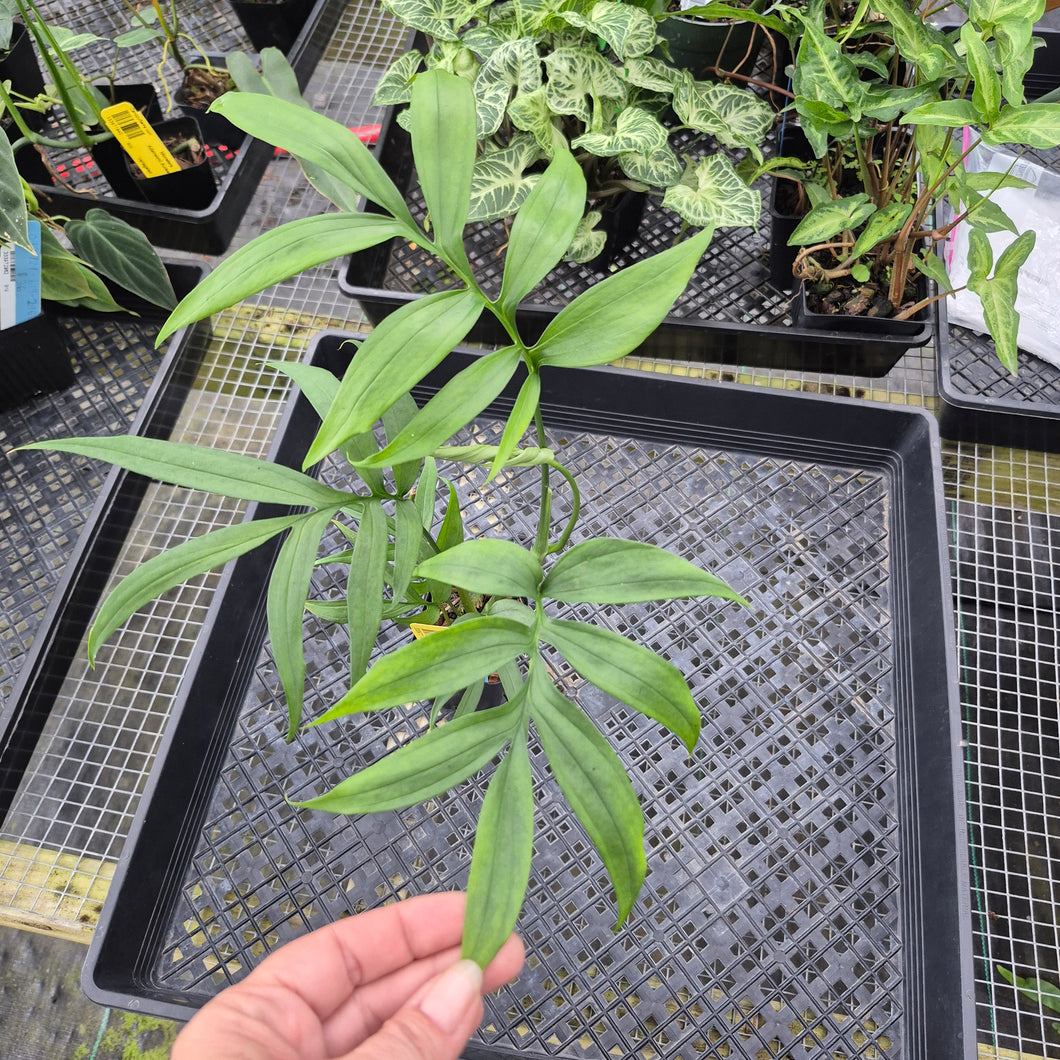 Monstera Subpinnata, Exact Plant Ships Nationwide