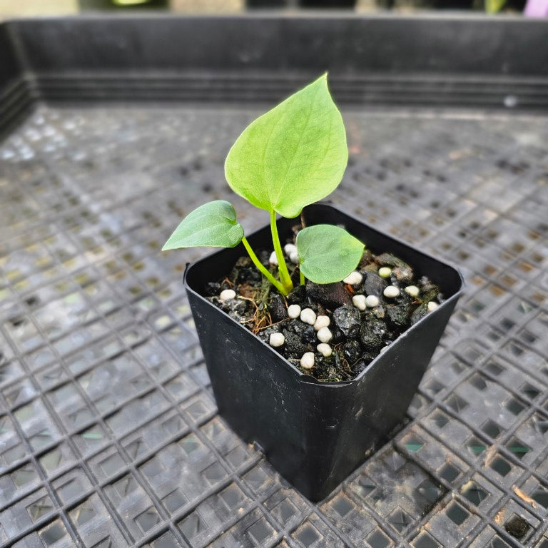 Anthurium Papillilaminum Fort Sherman x (Papilli. FS x Ralph Lynam), Exact Plant Ships Nationwide