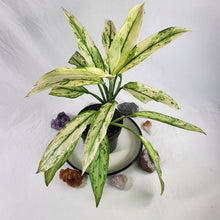 Load image into Gallery viewer, Aglaonema Ice Queen, Silver Queen, Exact Plant Variegated
