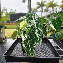 Load image into Gallery viewer, Alocasia Frydek, Exact Plant Variegated Triple plant pot Ships Nationwide
