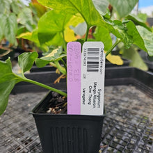 Load image into Gallery viewer, Syngonium Mango Allusion, Orm Thong, Exact Plant Variegated Ships Nationwide

