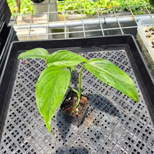 Load image into Gallery viewer, Monstera Acacoyaguensis 2.5" pot, Fedex 2day*
