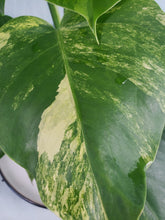 Load image into Gallery viewer, Borsigiana Aurea, Exact Plant, variegated Monstera
