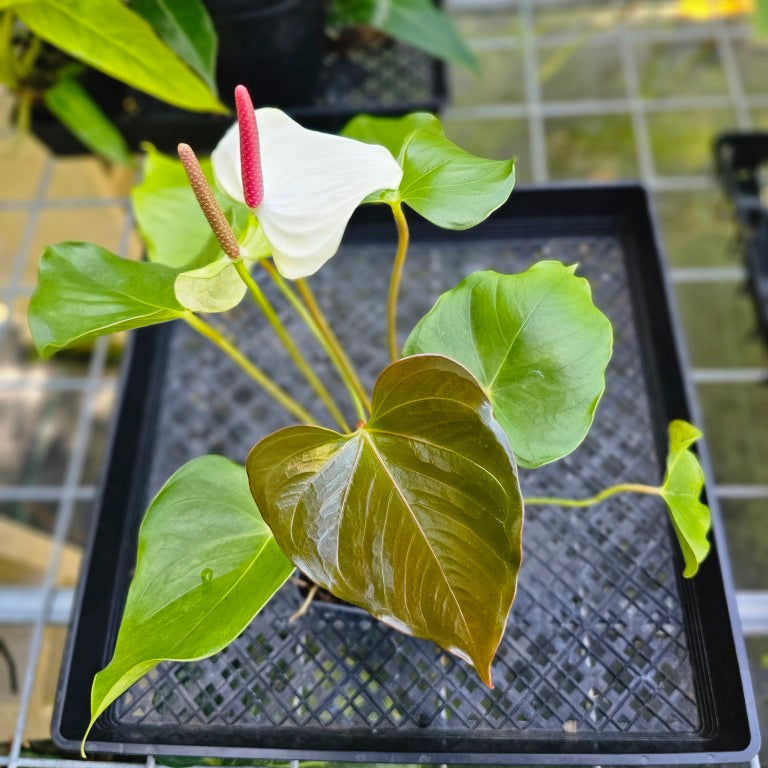 Anthurium Andraeanum White Heart, Exact Plant