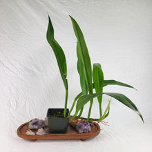Load image into Gallery viewer, Philodendron Crassinervium, Exact Plant
