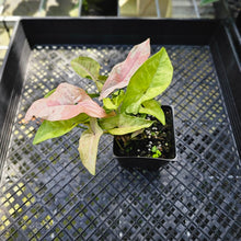 Load image into Gallery viewer, Syngonium Pink Splash, Exact Plant Variegated Double plant
