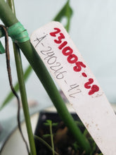 Load image into Gallery viewer, Holtonianum, exact plant, Philodendron, ships nationwide
