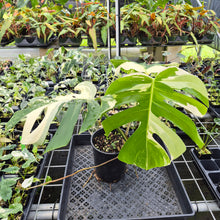 Load image into Gallery viewer, Monstera Borsigiana Albo Deliciosa Variegated exact plant, Fedex 2day*
