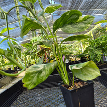 Load image into Gallery viewer, Monstera Lechleriana , Exact Plant Variegated Ships Nationwide
