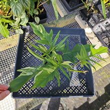 Load image into Gallery viewer, Philodendron Florida Beauty X Tortum, Exact Plant Variegated Ships Nationwide
