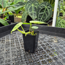 Load image into Gallery viewer, Philodendron Hederaceum, Heart Leaf, Exact Plant Variegated Ships Nationwide
