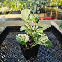 Load image into Gallery viewer, Pothos Manjula, Exact Plant variegated 4&quot; Ships Nationwide
