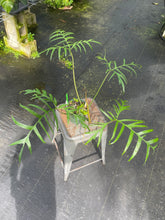 Load image into Gallery viewer, Philodendron Polypodioides, Exact Plant Ships Nationwide
