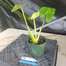 Load image into Gallery viewer, Philodendron Jose Buono, Exact Plant Variegated Ships Nationwide
