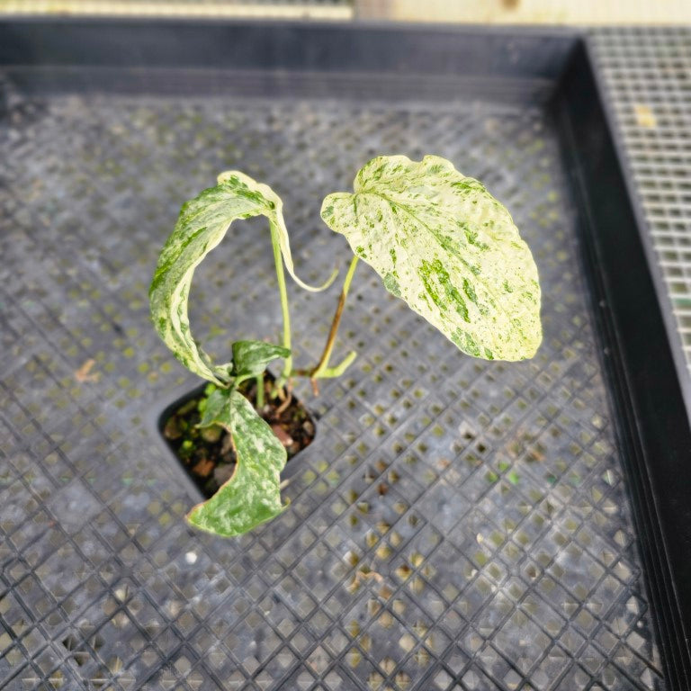 Amydrium Medium, Exact Plant Variegated Ships Nationwide