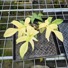 Load image into Gallery viewer, Philodendron Florida Ghost, Exact Plant Ships Nationwide
