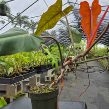Load image into Gallery viewer, Philodendron Orange Marmalade, Exact Plant Ships Nationwide
