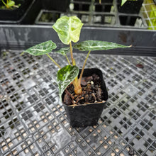 Load image into Gallery viewer, Alocasia polly aurea variegated, Exact Plant Ships Nationwide.
