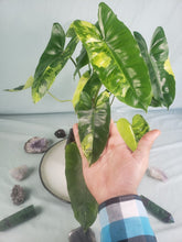Load image into Gallery viewer, Burle Marx, exact plant, variegated Philodendron, ships nationwide
