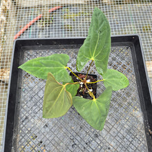 Load image into Gallery viewer, Anthurium Papillilaminum Fort Sherman X Ralph Lynam, Exact Plant Ship Nationwide
