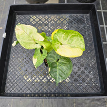 Load image into Gallery viewer, Syngonium Mango Allusion, Orm Thong, Exact Plant Variegated Ships Nationwide
