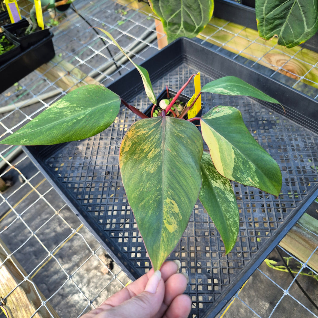 Philodendron Strawberry Shake, Exact Plant Variegated Ships Nationwide