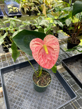 Load image into Gallery viewer, Anthurium Andraeanum Starlight Splash, Exact Plant, Speckled Ships Nationwide
