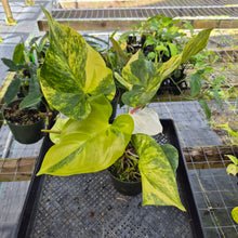 Load image into Gallery viewer, Anthurium Andraeanum White Heart, Exact Plant Variegated Ships Nationwide
