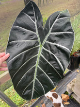 Load image into Gallery viewer, Alocasia Longiloba Grandis x Sanderiana 'Mark Campbell' 2.5" pot, Fedex 2day*
