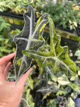 Load image into Gallery viewer, Alocasia Sanderiana Nobilis Aurea Variegated 2.5" pot, Fedex 2day*
