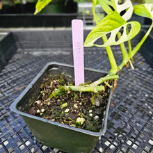 Load image into Gallery viewer, Monstera Adansonii Albo Tricolor, Exact Plant Variegated
